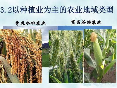 以種植業(yè)為主的農(nóng)業(yè)地域類型——谷物種植之美